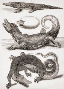 Krokodillen: Krokodil, Kaaiman en Alligator